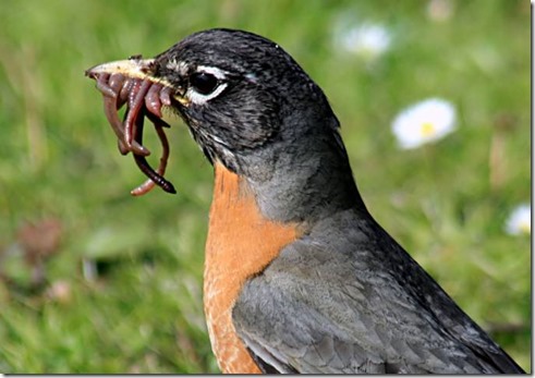 Robin Eating Worms smaller