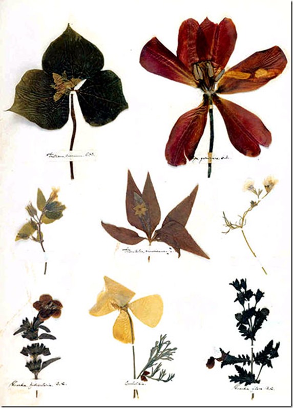 Emily Dickinson Herbarium page