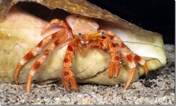 red banded hermit crab
