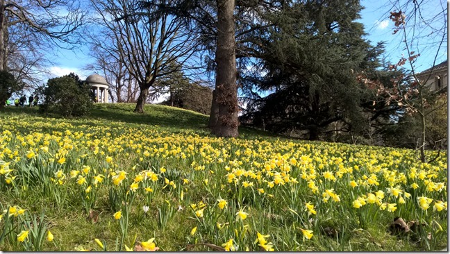 Daffodils at Kew Gardens