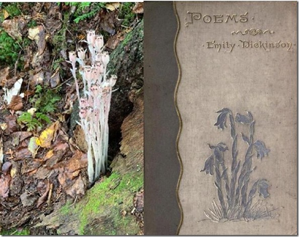 Indian Pipes and 1st Edition of Dickinsons Poems