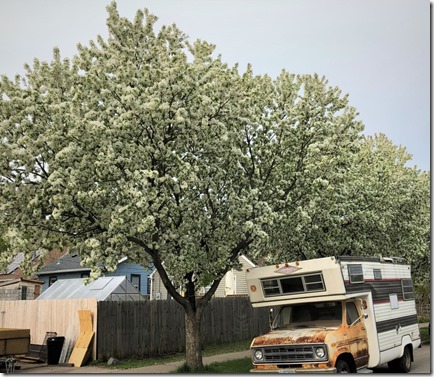 Plum tree blossoms on 40th Street