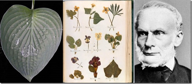 Cucticle-Herbarium-Clausius
