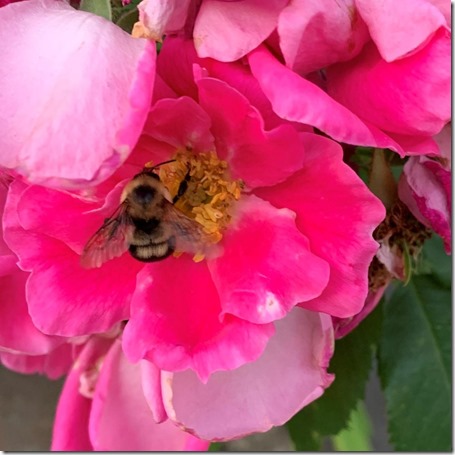 Bee in Flower by Heidi Randen