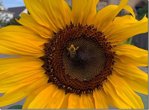 Prowling Bee by Heidi Randen