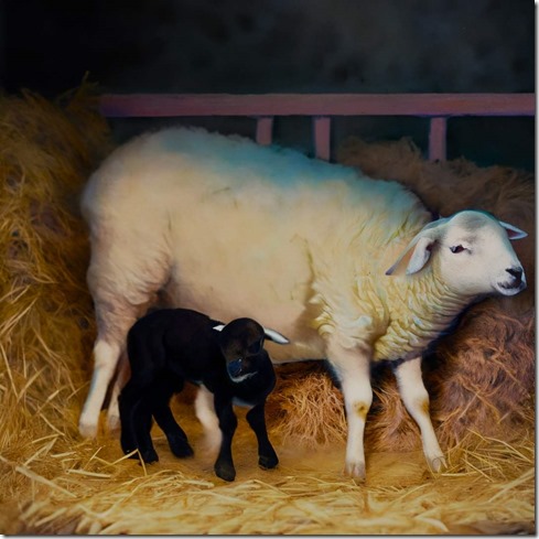 Lambing illustration